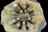 Jurassic Club Urchin (Cidaropsis) - Boulmane, Morocco #116781-5